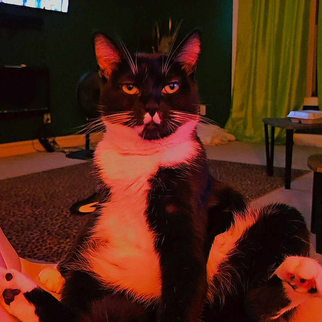 Hiei is registered to the contest to win money with this photo: animal, carpet, cat, chair, cozy, curtains, cushion, fur, furniture, home, indoor, living_room, orange_light, paws, pet, relaxed, table, television, tuxedo_cat, whiskers