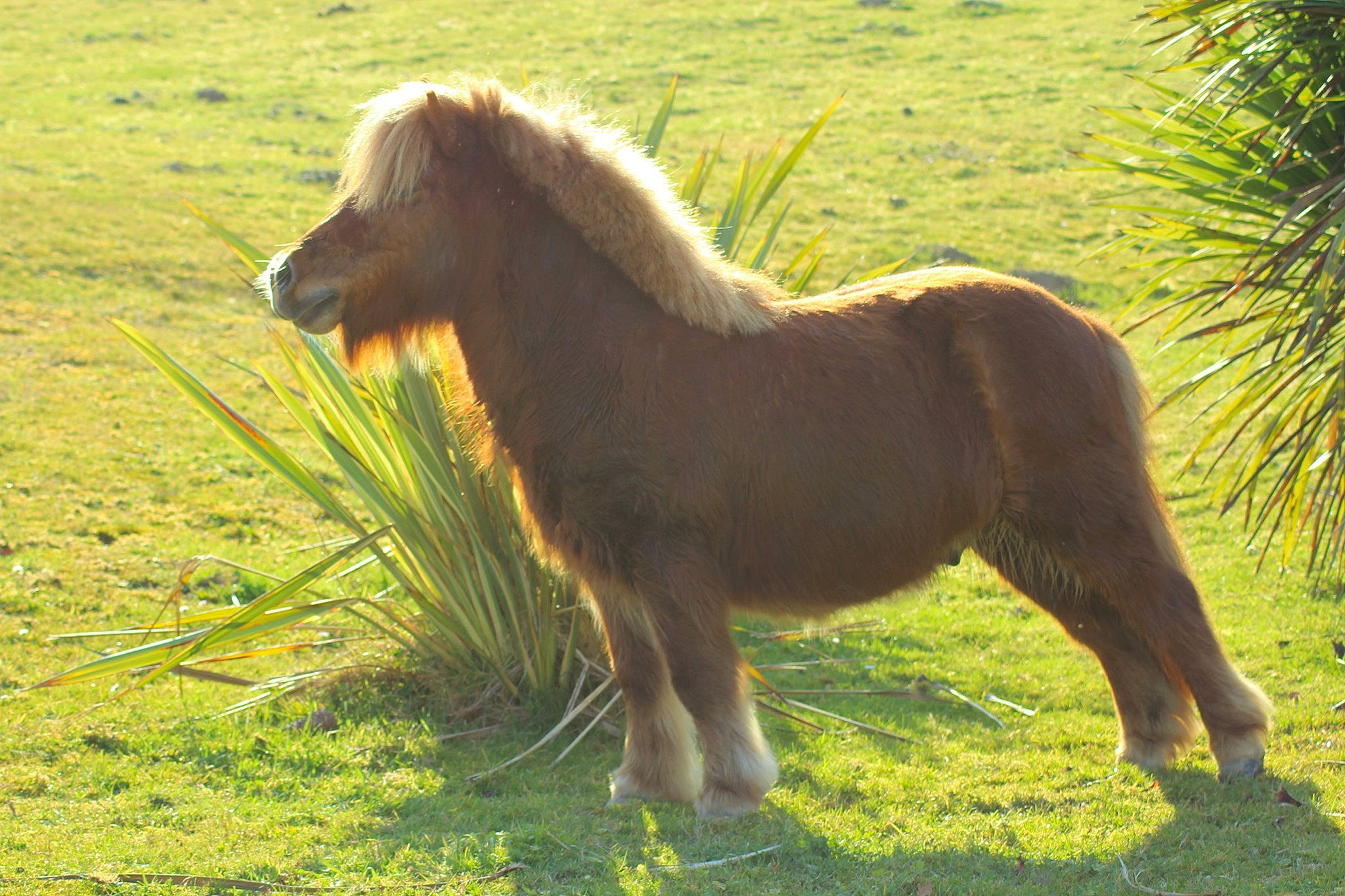 Toby a rejoint le concours — aidez-le/la à gagner de superbes lots ! colt, foal, grass, grassland, grazing, horse, liver, livestock, mammal, mane, mare, meadow, mustang_horse, pasture, pony, shetland_pony, sorrel, stallion, terrestrial_animal, vertebrate