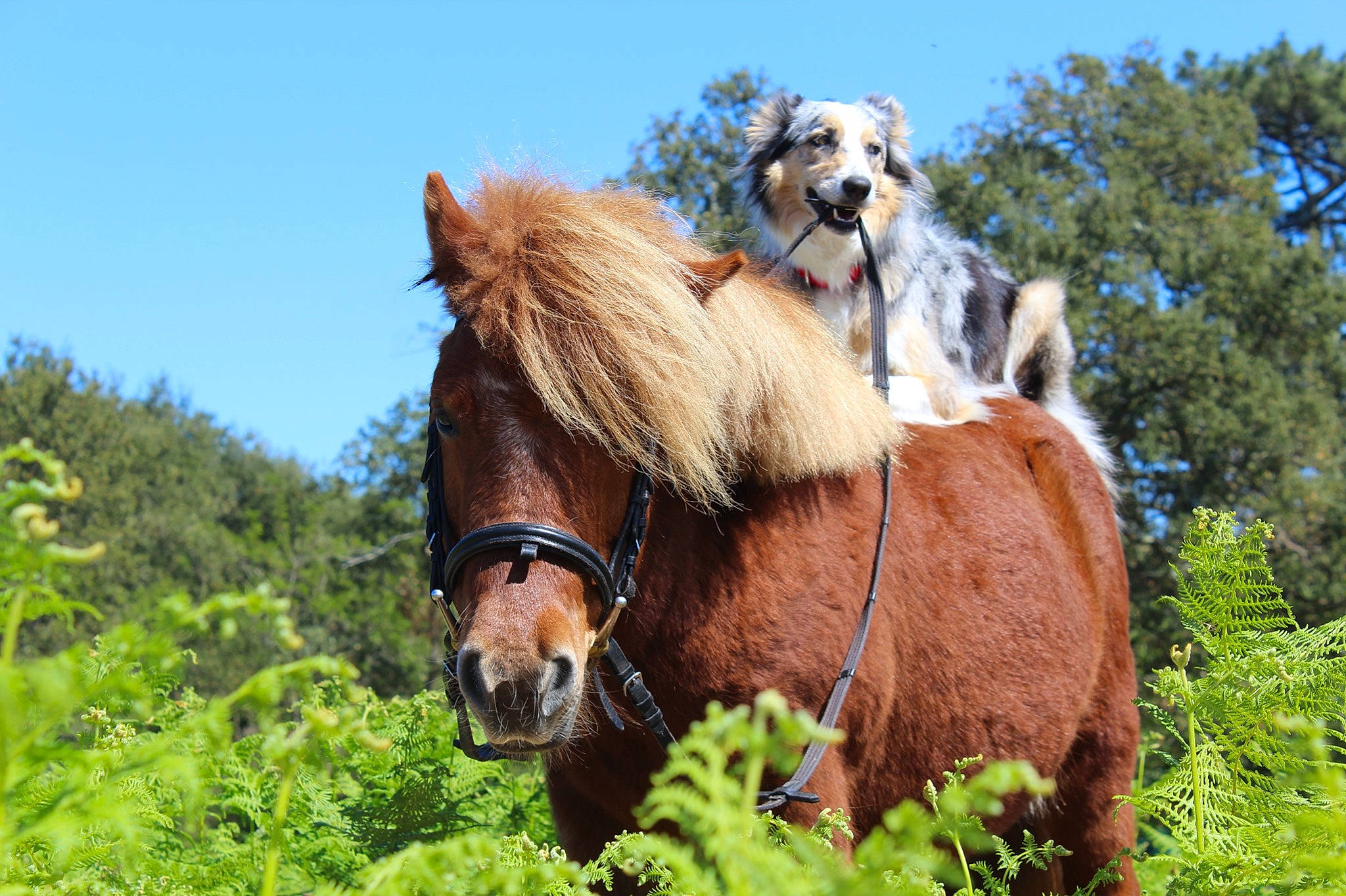 Toby participe au concours pour gagner de l'argent avec cette photo : bridle, grassland, horse, liver, livestock, mammal, mane, mare, mustang_horse, pack_animal, pasture, plant, pony, rein, shetland_pony, sorrel, stallion, vertebrate, wildlife, working_animal