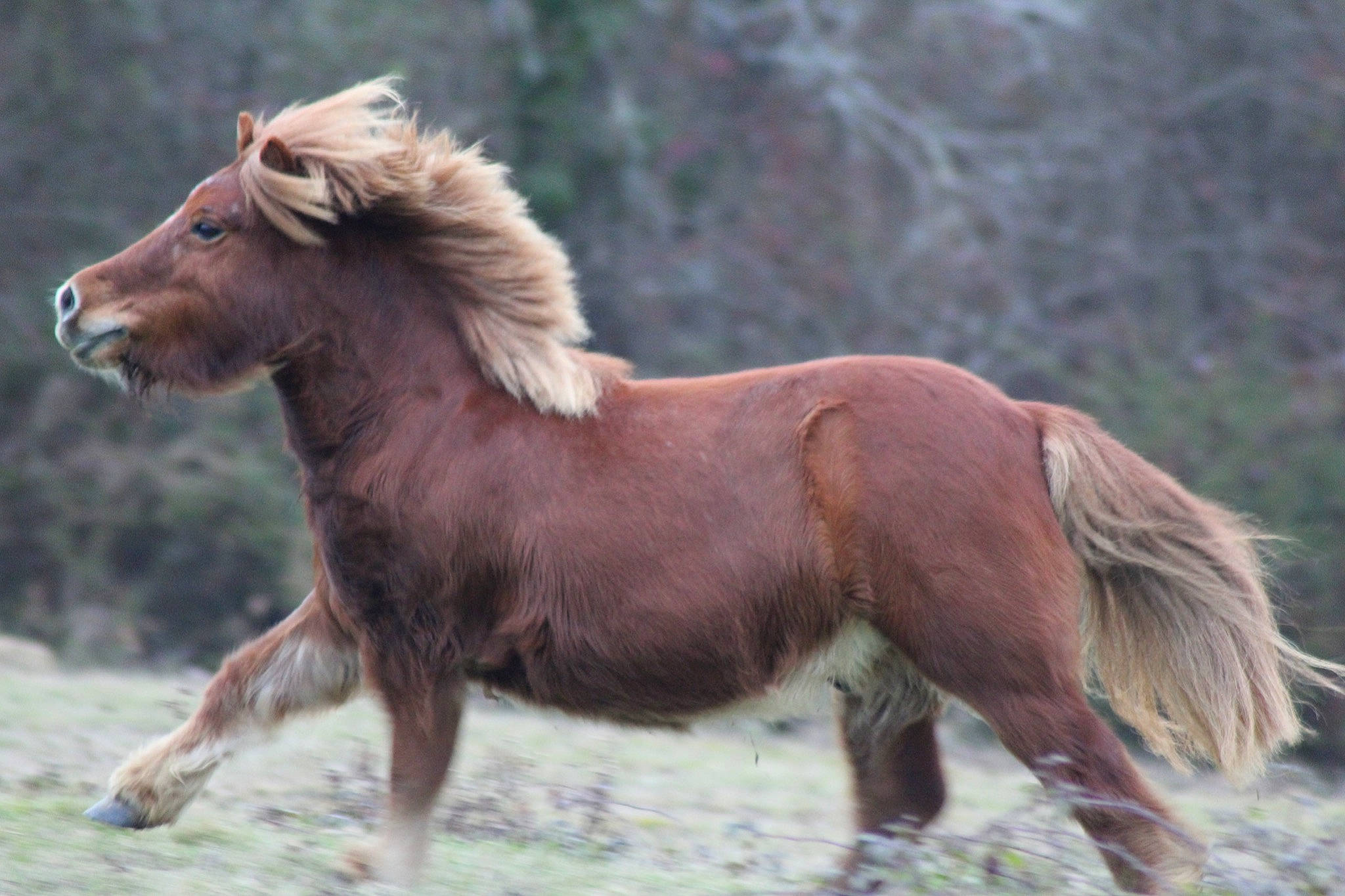 Toby a rejoint le concours — aidez-le/la à gagner de superbes lots ! colt, ecoregion, horse, liver, livestock, mammal, mane, mare, mustang_horse, organism, pasture, pony, przewalskis_horse, shetland_pony, snout, sorrel, stallion, terrestrial_animal, vertebrate, wildlife