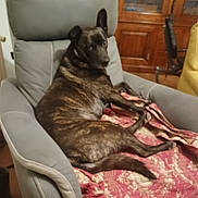 Jena participe au concours pour gagner de l'argent avec cette photo : adult, animal, architecture, armchair, building, canine, chair, couch, cushion, dog, female, furniture, germanshepherd, homedecor, indoors, interiordesign, person, pet, puppy, woman