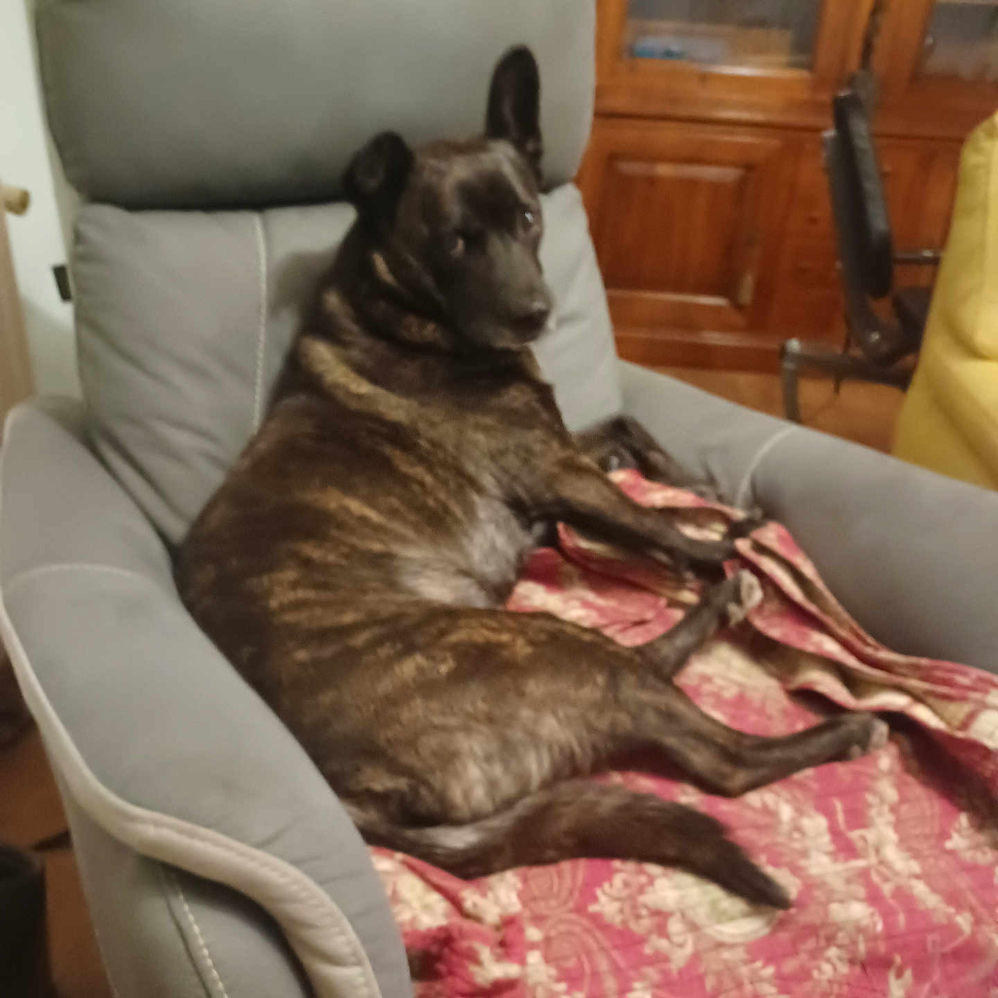 Jena participe au concours pour gagner de l'argent avec cette photo : adult, animal, architecture, armchair, building, canine, chair, couch, cushion, dog, female, furniture, germanshepherd, homedecor, indoors, interiordesign, person, pet, puppy, woman