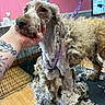 Mia is registered to the contest to win money with this photo: dog, curly_fur, grooming, shaved, pet, animal, hand, tattoo, purple_leash, fur_clumps, grooming_table, indoor, wooden_floor, pink_wall, window, metal_bar, calm, pet_care, close_up, animal_face