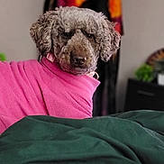 Mia joined the competition — help win amazing prizes! dog, curly_hair, pink_clothing, bed, green_bedding, indoor, pet, looking_back, unimpressed_expression, blanket, colorful_background, plant, furniture, cozy, portrait, canine, fur, domestic_animal, resting, cute