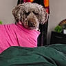 dog, curly_hair, pink_clothing, bed, green_bedding, indoor, pet, looking_back, unimpressed_expression, blanket, colorful_background, plant, furniture, cozy, portrait, canine, fur, domestic_animal, resting, cute