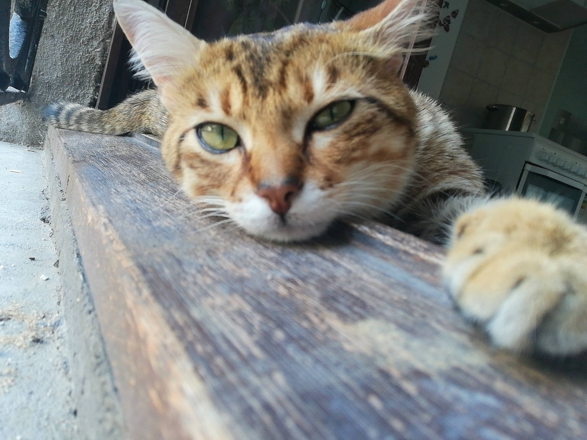 Tiny a rejoint le concours — aidez-le/la à gagner de superbes lots ! aegean_cat, arabian_mau, asian, australian_mist, bengal, carnivore, cat, domestic_short_haired_cat, dragon_li, european_shorthair, eye, felidae, kitten, mammal, ocicat, polydactyl_cat, singapura, small_to_medium_sized_cats, tabby_cat, whiskers