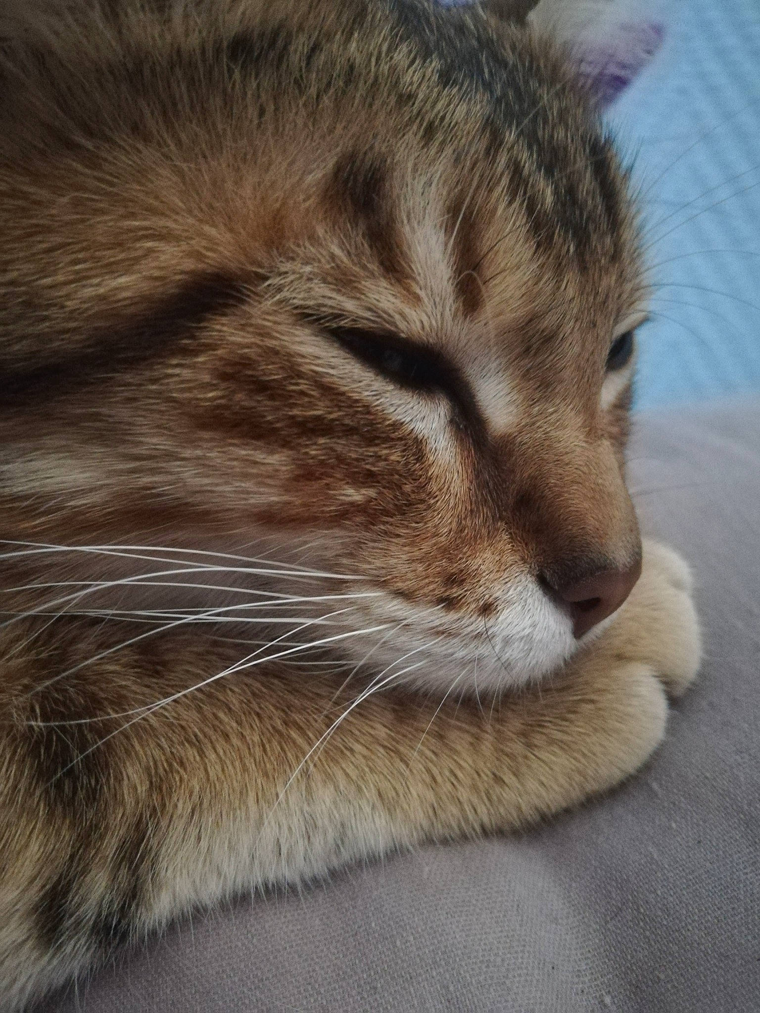 Tiny participe au concours pour gagner de l'argent avec cette photo : asian, carnivore, cat, close_up, domestic_short_haired_cat, ear, european_shorthair, fawn, felidae, fur, mammal, nap, sleep, small_to_medium_sized_cats, snout, tabby_cat, whiskers