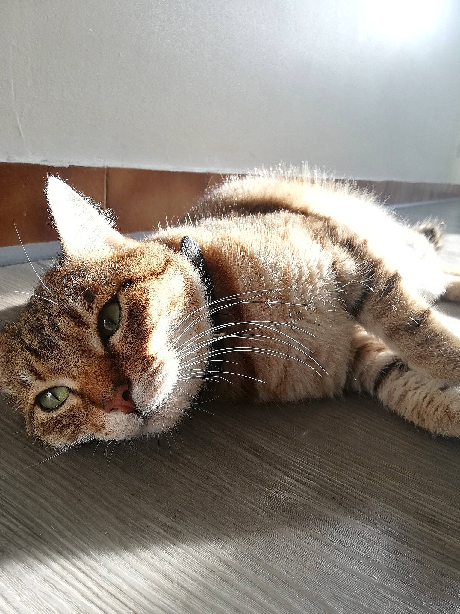 Tiny a rejoint le concours — aidez-le/la à gagner de superbes lots ! aegean_cat, american_shorthair, american_wirehair, asian, carnivore, cat, domestic_short_haired_cat, dragon_li, european_shorthair, fawn, felidae, fur, kitten, mammal, paw, small_to_medium_sized_cats, snout, tabby_cat, whiskers