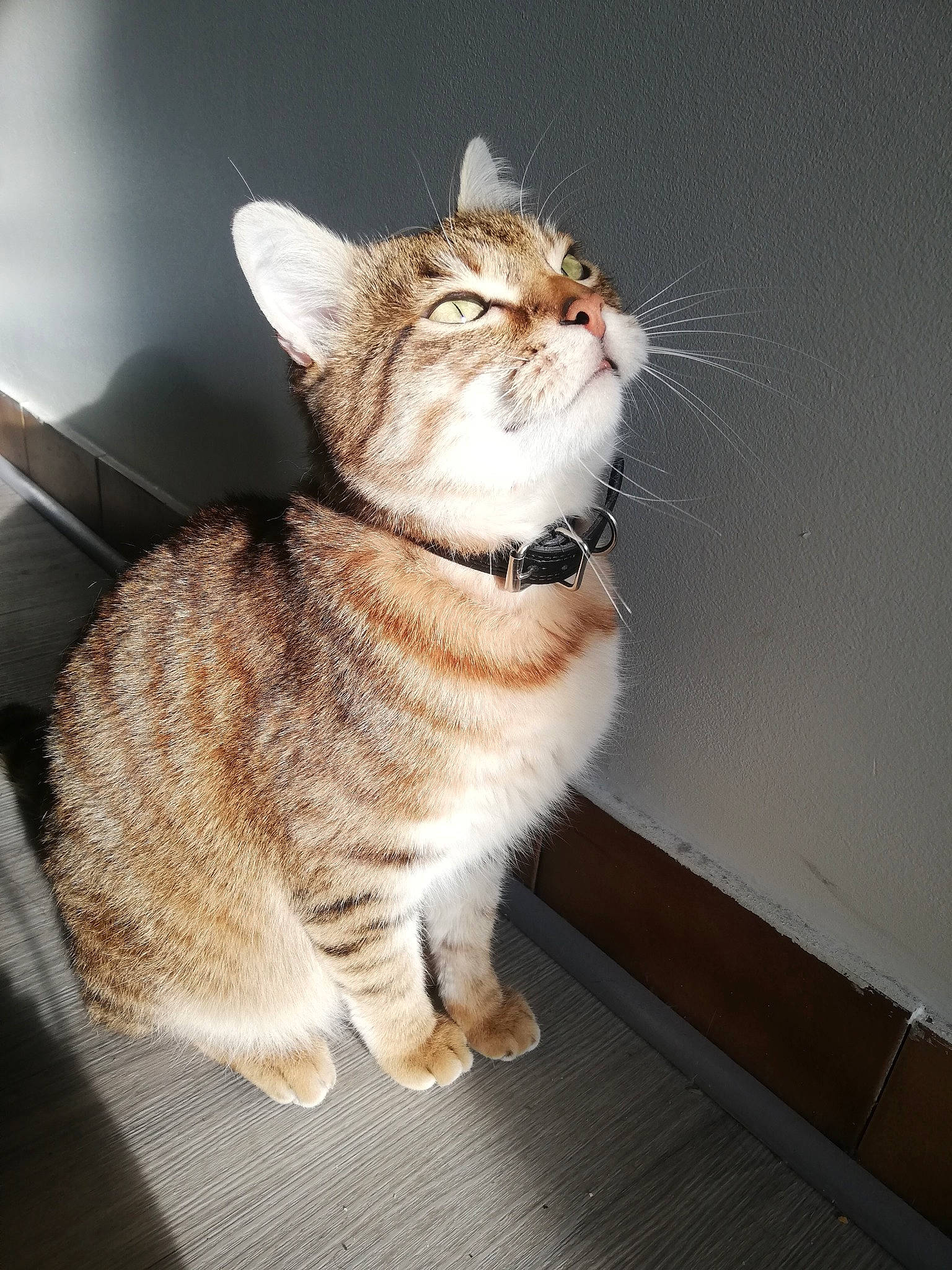 Tiny participe au concours pour gagner de l'argent avec cette photo : aegean_cat, american_wirehair, asian, australian_mist, carnivore, cat, domestic_short_haired_cat, dragon_li, european_shorthair, fawn, felidae, fur, kitten, mammal, polydactyl_cat, small_to_medium_sized_cats, tabby_cat, tail, whiskers