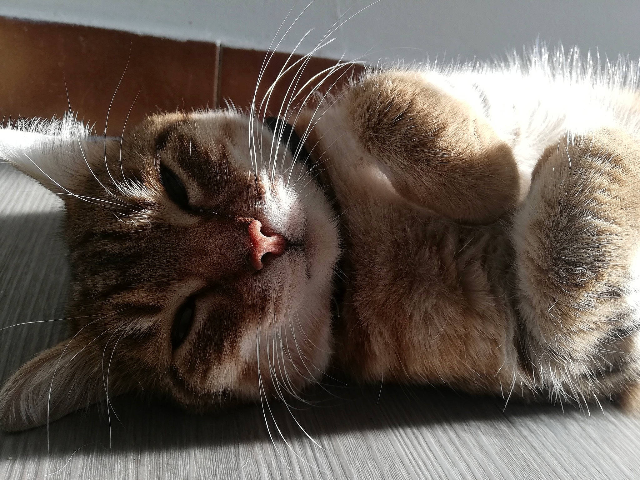 Tiny a rejoint le concours — aidez-le/la à gagner de superbes lots ! carnivore, cat, claw, close_up, ear, european_shorthair, felidae, fur, kitten, nap, nose, paw, polydactyl_cat, sleep, small_to_medium_sized_cats, snout, tabby_cat, tail, whiskers