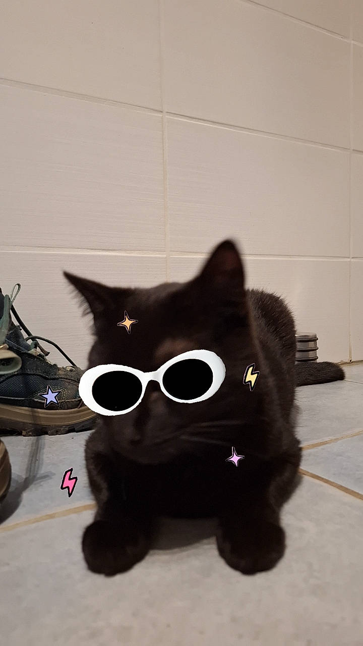 O'Malley participe au concours pour gagner de l'argent avec cette photo : art, bag, black_cat, carnivore, cat, domestic_short_haired_cat, eyewear, felidae, flooring, fur, grey, paw, personal_protective_equipment, pet_supply, small_to_medium_sized_cats, snout, stuffed_toy, tail, terrestrial_animal, whiskers