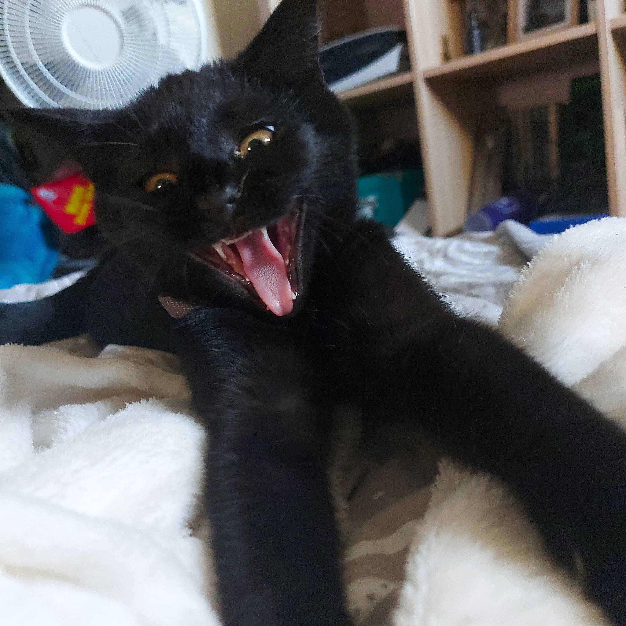 Hécate a rejoint le concours — aidez-le/la à gagner de superbes lots ! black_cat, bombay, bookcase, carnivore, cat, cat_supply, claw, comfort, dog_breed, domestic_short_haired_cat, fang, felidae, fur, mammal, paw, shelf, small_to_medium_sized_cats, snout, tail, whiskers