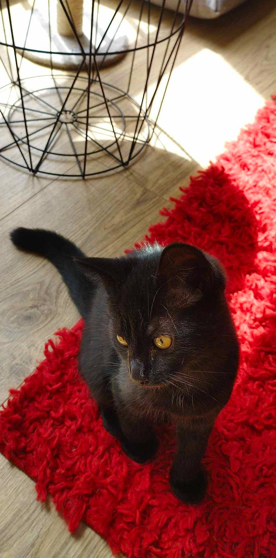 Hécate participe au concours pour gagner de l'argent avec cette photo : black_cat, bombay, carmine, carnivore, cat, claw, comfort, domestic_short_haired_cat, felidae, flooring, fur, hardwood, pattern, small_to_medium_sized_cats, tail, whiskers