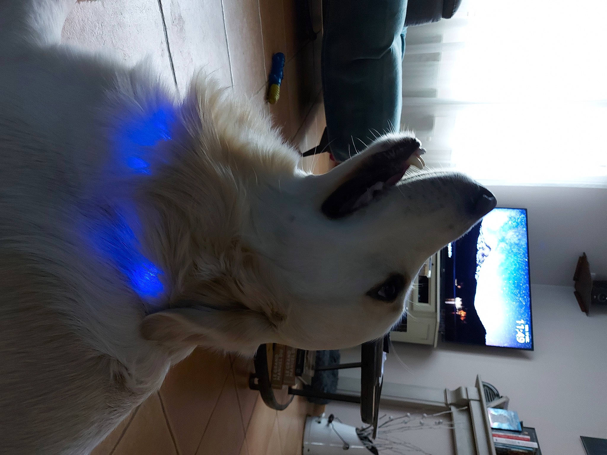 River a rejoint le concours — aidez-le/la à gagner de superbes lots ! canidae, companion_dog, dog_breed, electric_blue, fawn, felidae, finger, flooring, fur, gesture, human_leg, jaw, nail, small_to_medium_sized_cats, snout, sporting_group, tail, whiskers, wood, wrist