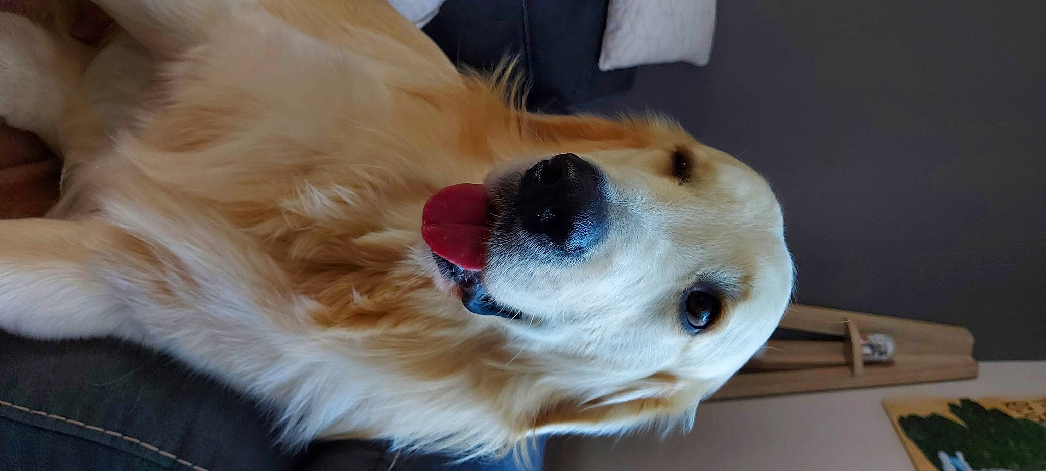 River a rejoint le concours — aidez-le/la à gagner de superbes lots ! canidae, carnivore, collar, companion_dog, dog, dog_breed, dog_collar, dog_supply, ear, fawn, fur, laptop, pet_supply, retriever, snout, sporting_group, volpino_italiano, whiskers, working_animal