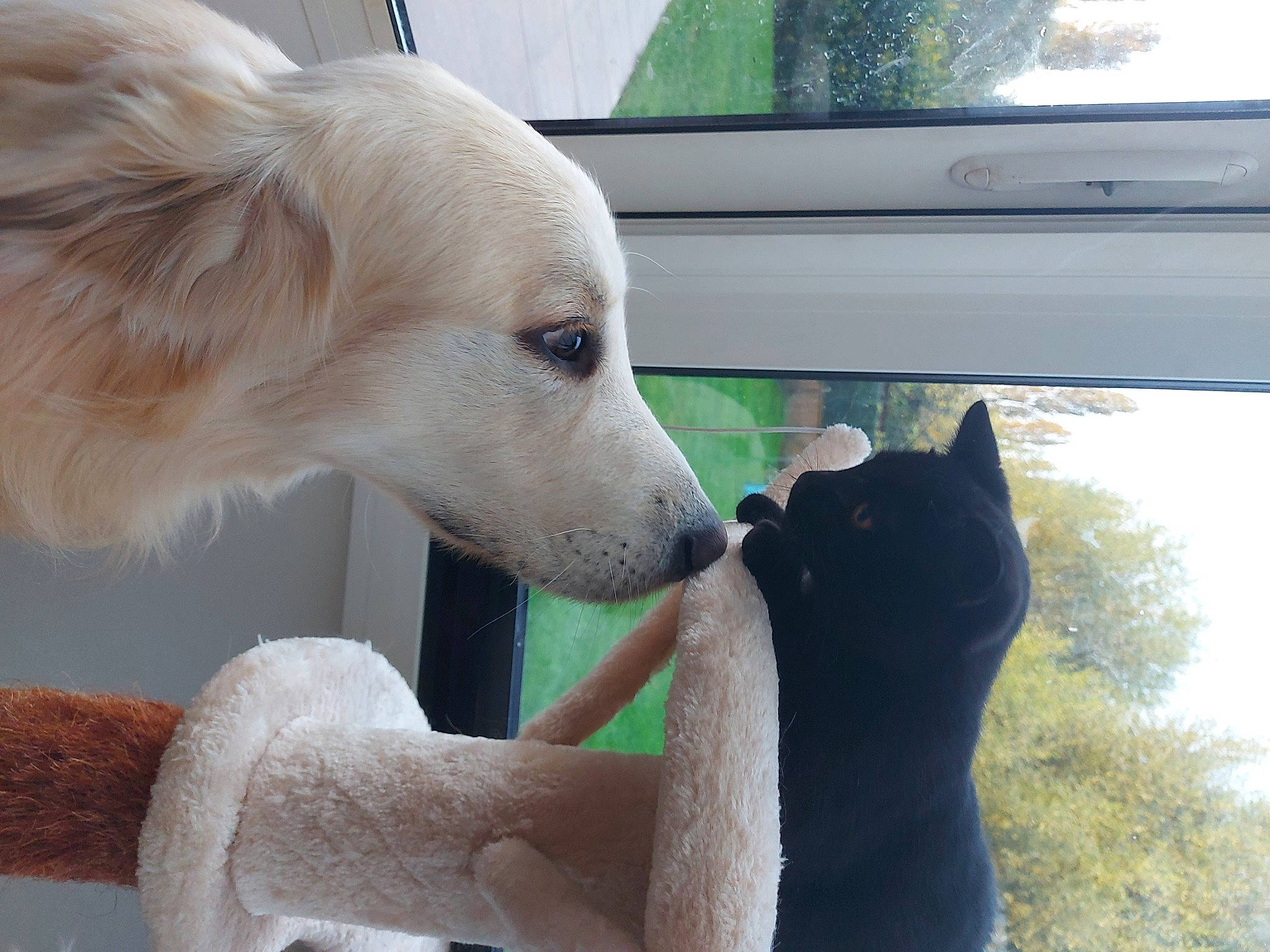 River a rejoint le concours — aidez-le/la à gagner de superbes lots ! automotive_exterior, carnivore, companion_dog, dog, dog_breed, dog_collar, fawn, fur, gesture, green, pet_supply, plant, snout, sporting_group, vehicle_door, whiskers, white, window, windshield, working_animal