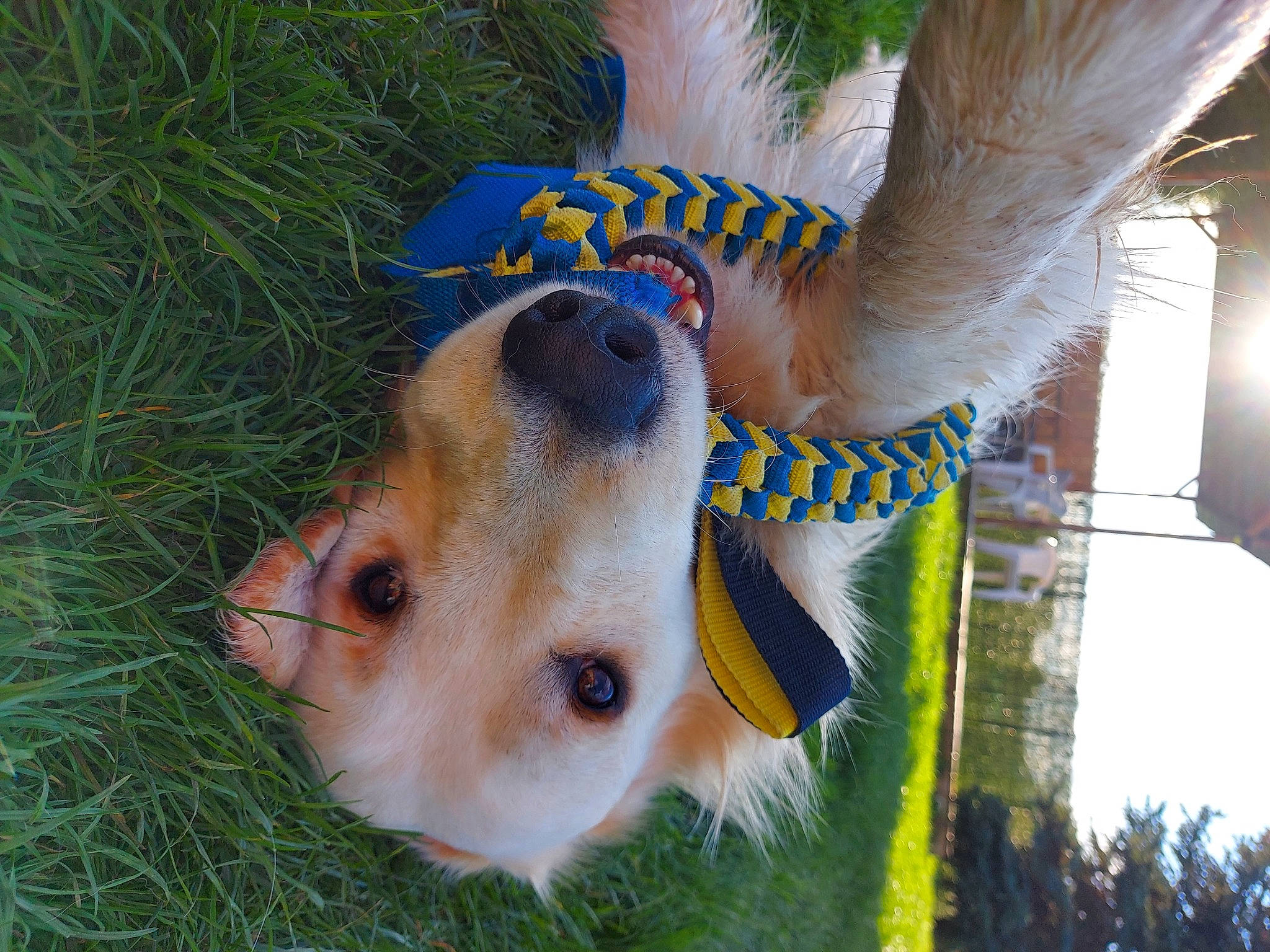 River a rejoint le concours — aidez-le/la à gagner de superbes lots ! canidae, carnivore, collar, companion_dog, dog, dog_breed, dog_supply, fawn, fur, grass, organism, pet_supply, plant, snout, sporting_group, sunglasses, tree, whiskers, wildlife, working_animal