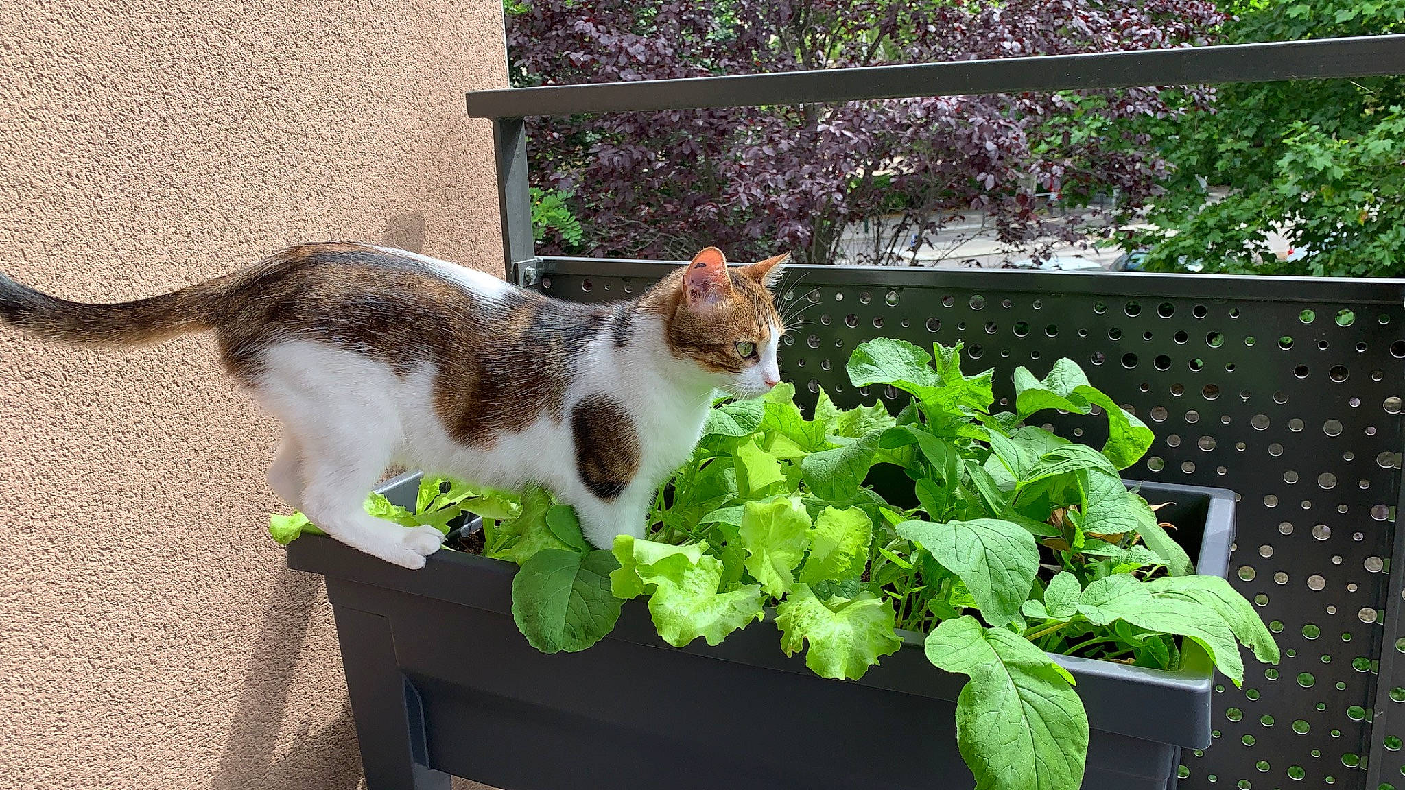 Haku a rejoint le concours — aidez-le/la à gagner de superbes lots ! aegean_cat, carnivore, cat, domestic_short_haired_cat, european_shorthair, felidae, flower, flowerpot, garden, herb, herbaceous_plant, nepeta, plant, small_to_medium_sized_cats, tail, vegetable, whiskers