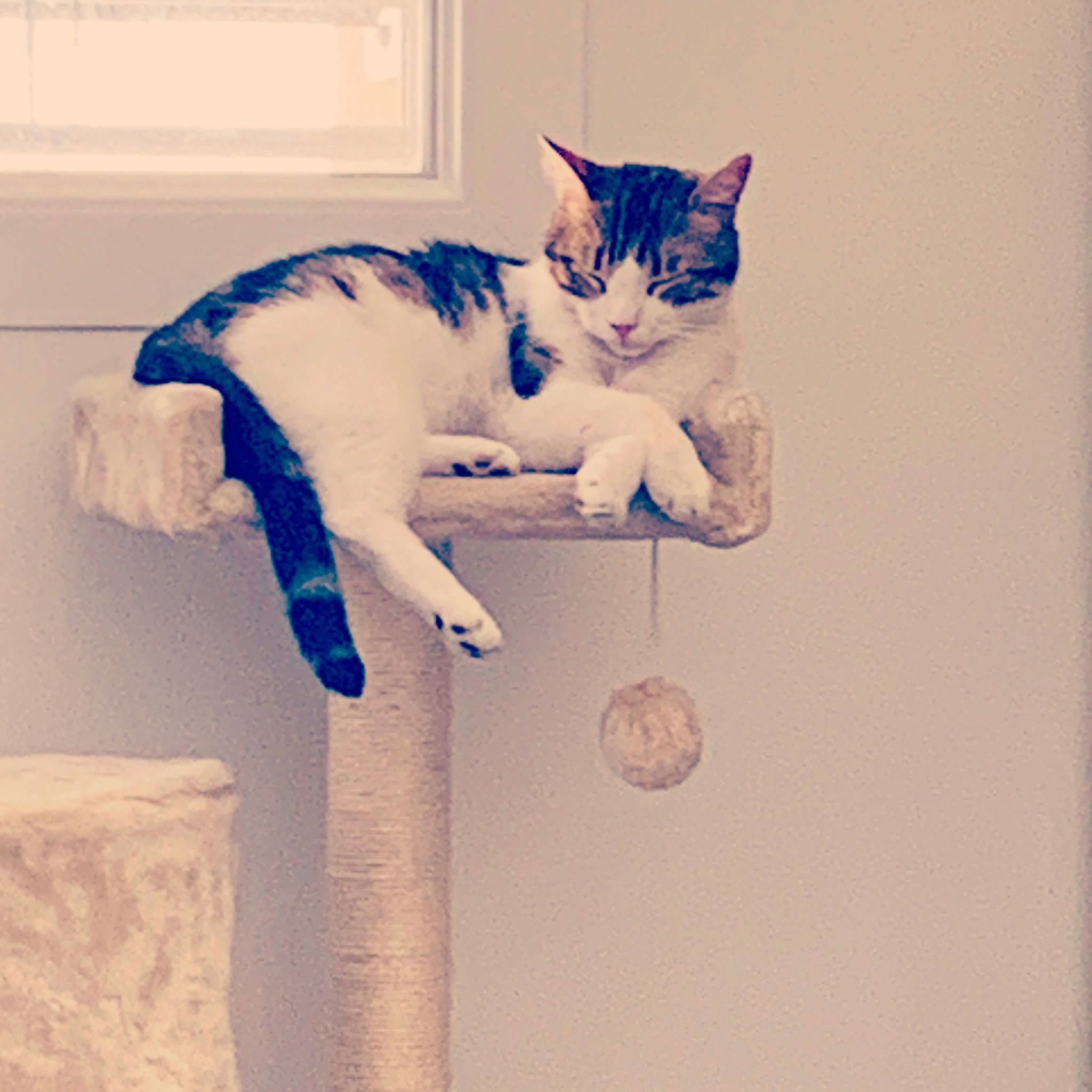 Haku participe au concours pour gagner de l'argent avec cette photo : aegean_cat, asian, carnivore, cat, domestic_short_haired_cat, european_shorthair, felidae, kitten, ojos_azules, polydactyl_cat, small_to_medium_sized_cats, tail, turkish_van, whiskers, window