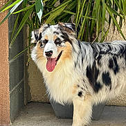 Usko participe au concours pour gagner de l'argent avec cette photo : agavaceae, animal, canine, collie, dog, dogbed, eskimodog, herbal, herbs, husky, nature, outdoors, person, pet, plant, pottedplant, puppy, soil, walkingdog, yard
