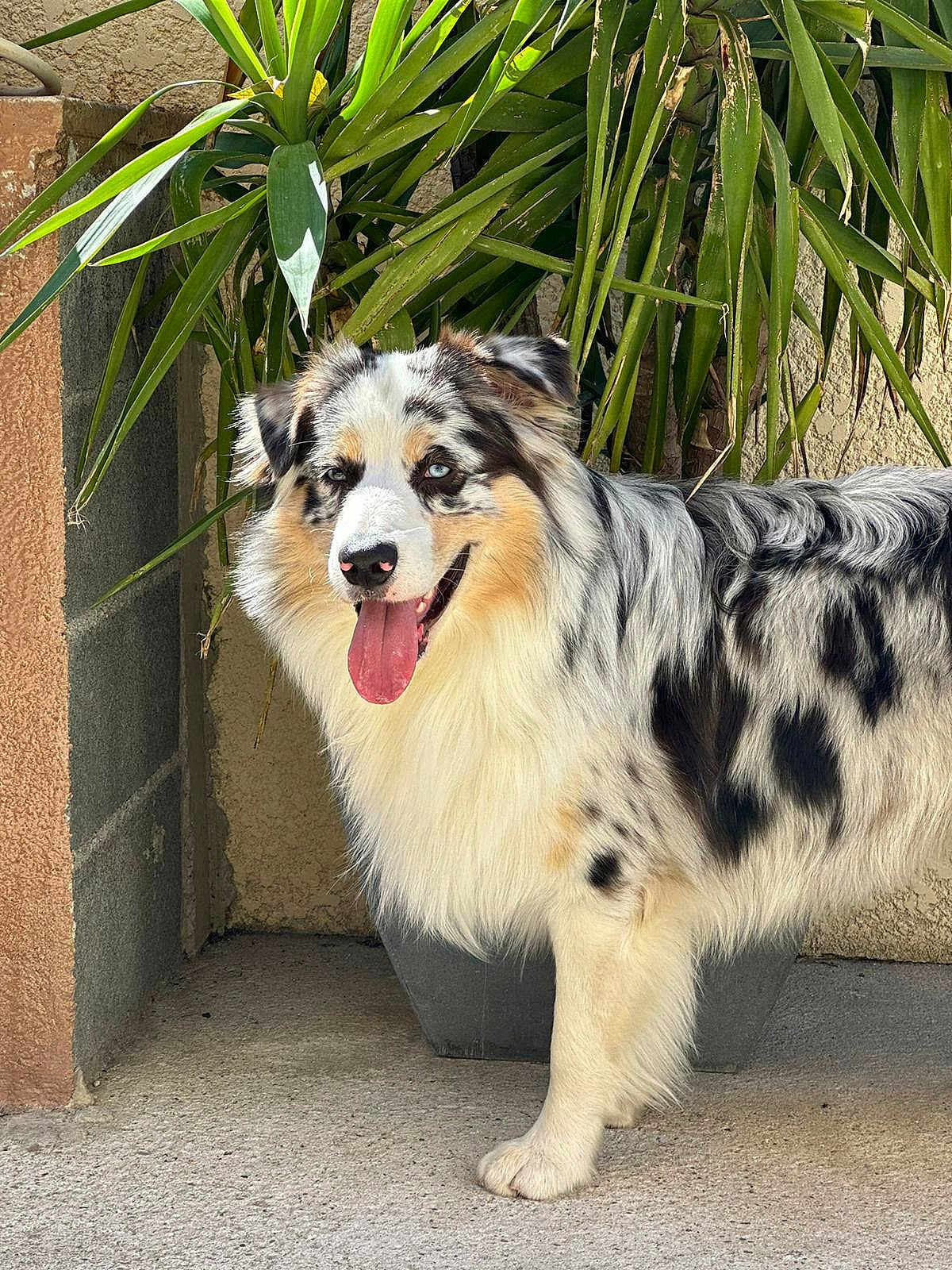 Usko