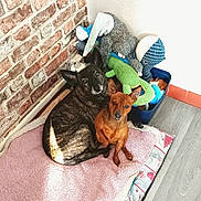 Gribouille Et Dobby a rejoint le concours — aidez-le/la à gagner de superbes lots ! dog, pets, stuffed_toys, blanket, brick_wall, wooden_floor, brown_dog, brindle_dog, cozy, indoor, floor, corner, snuggling, resting, looking_at_camera, toys, home, cute, animal, companions