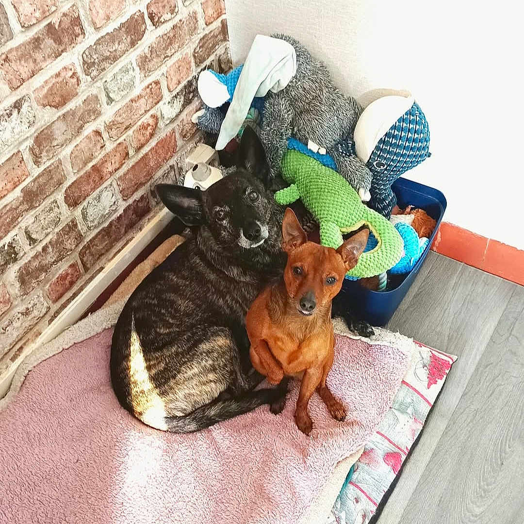 Gribouille Et Dobby a rejoint le concours — aidez-le/la à gagner de superbes lots ! animal, blanket, brick_wall, brindle_dog, brown_dog, companions, corner, cozy, cute, dog, floor, home, indoor, looking_at_camera, pets, resting, snuggling, stuffed_toys, toys, wooden_floor