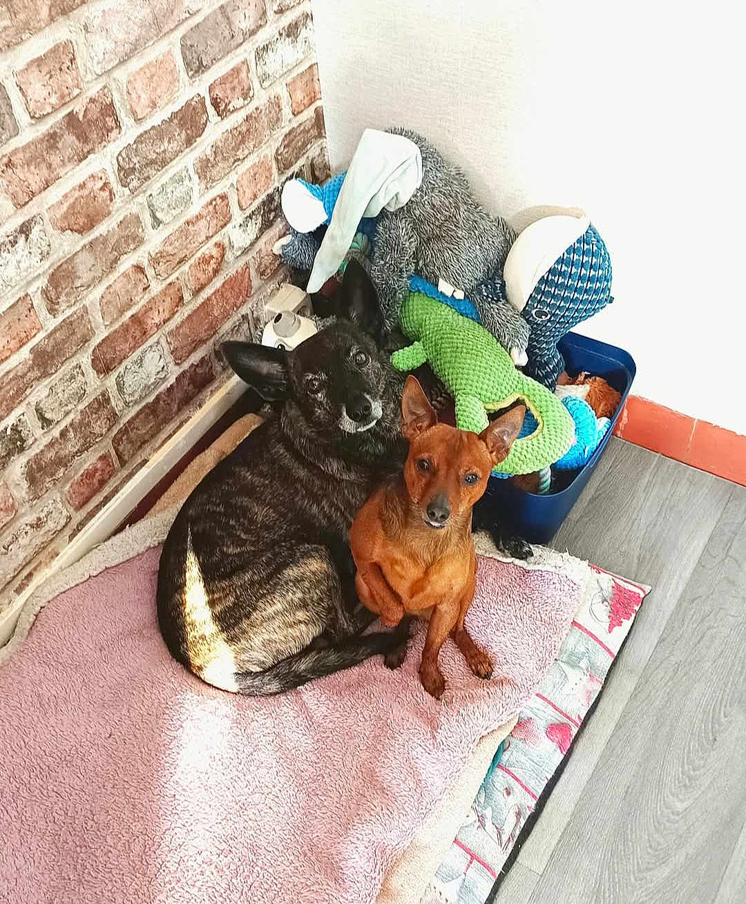 Gribouille Et Dobby a rejoint le concours — aidez-le/la à gagner de superbes lots ! dog, pets, stuffed_toys, blanket, brick_wall, wooden_floor, brown_dog, brindle_dog, cozy, indoor, floor, corner, snuggling, resting, looking_at_camera, toys, home, cute, animal, companions