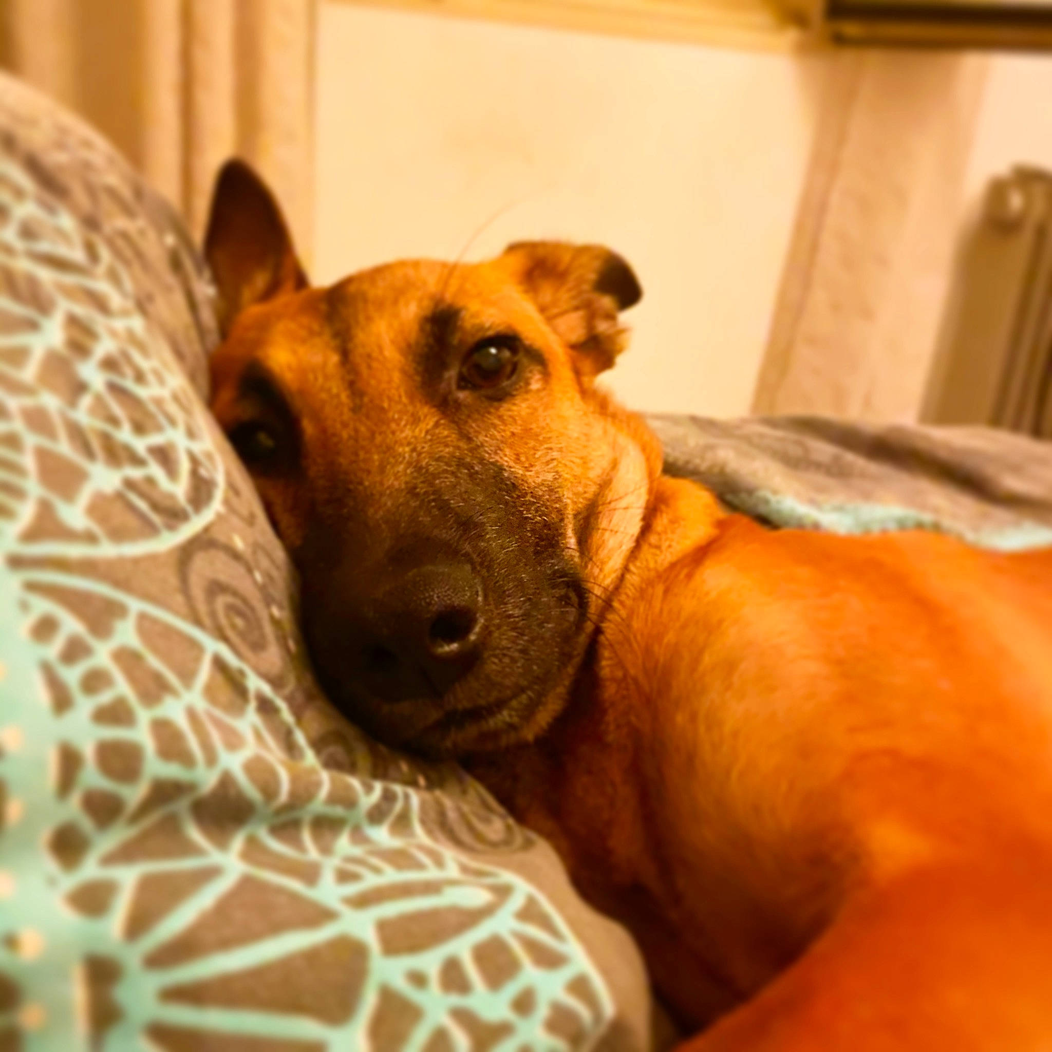 Buzz participe au concours pour gagner de l'argent avec cette photo : black_mouth_cur, canidae, carnivore, dog, dog_breed, ear, fawn, mammal, mountain_cur, non_sporting_group, potcake_dog, rhodesian_ridgeback, snout, vertebrate, whiskers