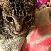 Josephine is registered to the contest to win money with this photo: cat, tabby, close_up, whiskers, eyes, tongue, blanket, cozy, soft_texture, indoor, pet, feline, curious, fur, animal, resting, cute, warm_lighting, snuggle, portrait