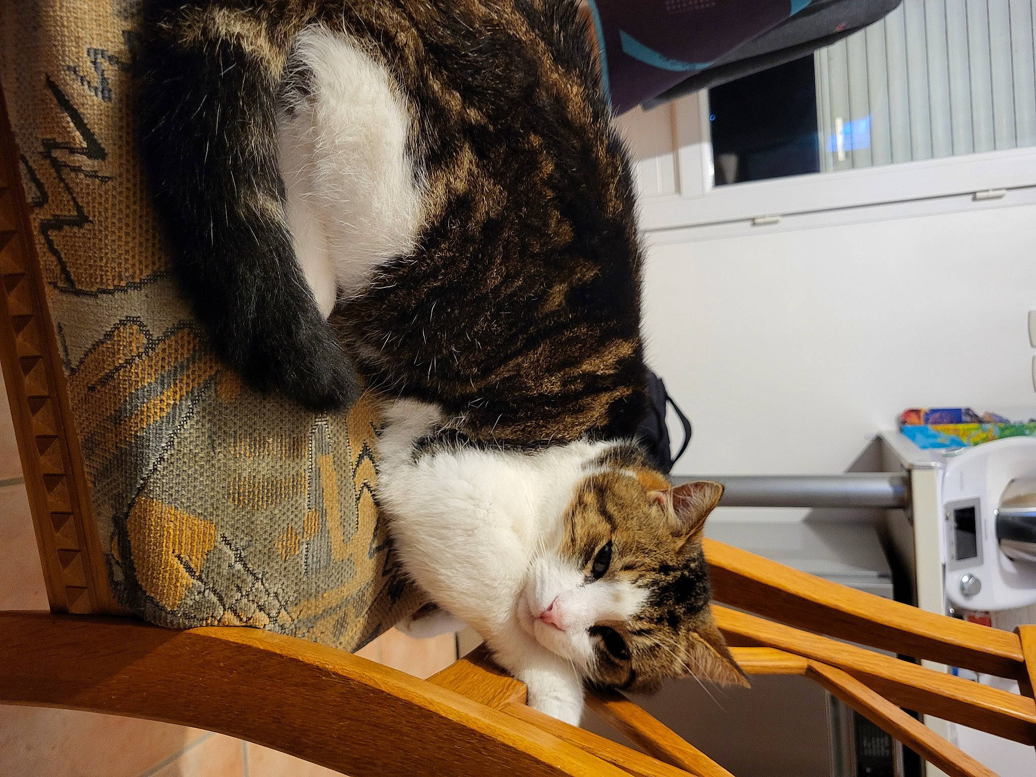 Lulu a rejoint le concours — aidez-le/la à gagner de superbes lots ! carnivore, cat, cat_supply, claw, comfort, domestic_short_haired_cat, felidae, flooring, fur, hardwood, nap, paw, pet_supply, room, small_to_medium_sized_cats, snout, sporting_group, tail, whiskers, wood