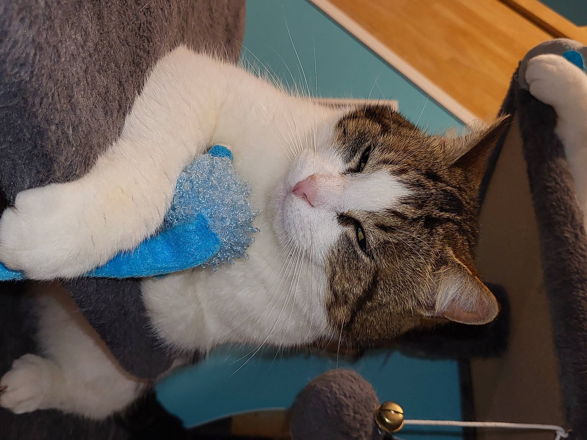 Lulu participe au concours pour gagner de l'argent avec cette photo : art, carnivore, cat, cat_supply, claw, collar, comfort, domestic_short_haired_cat, fawn, felidae, fur, nap, paw, sleep, small_to_medium_sized_cats, snout, tail, whiskers, wood, wool