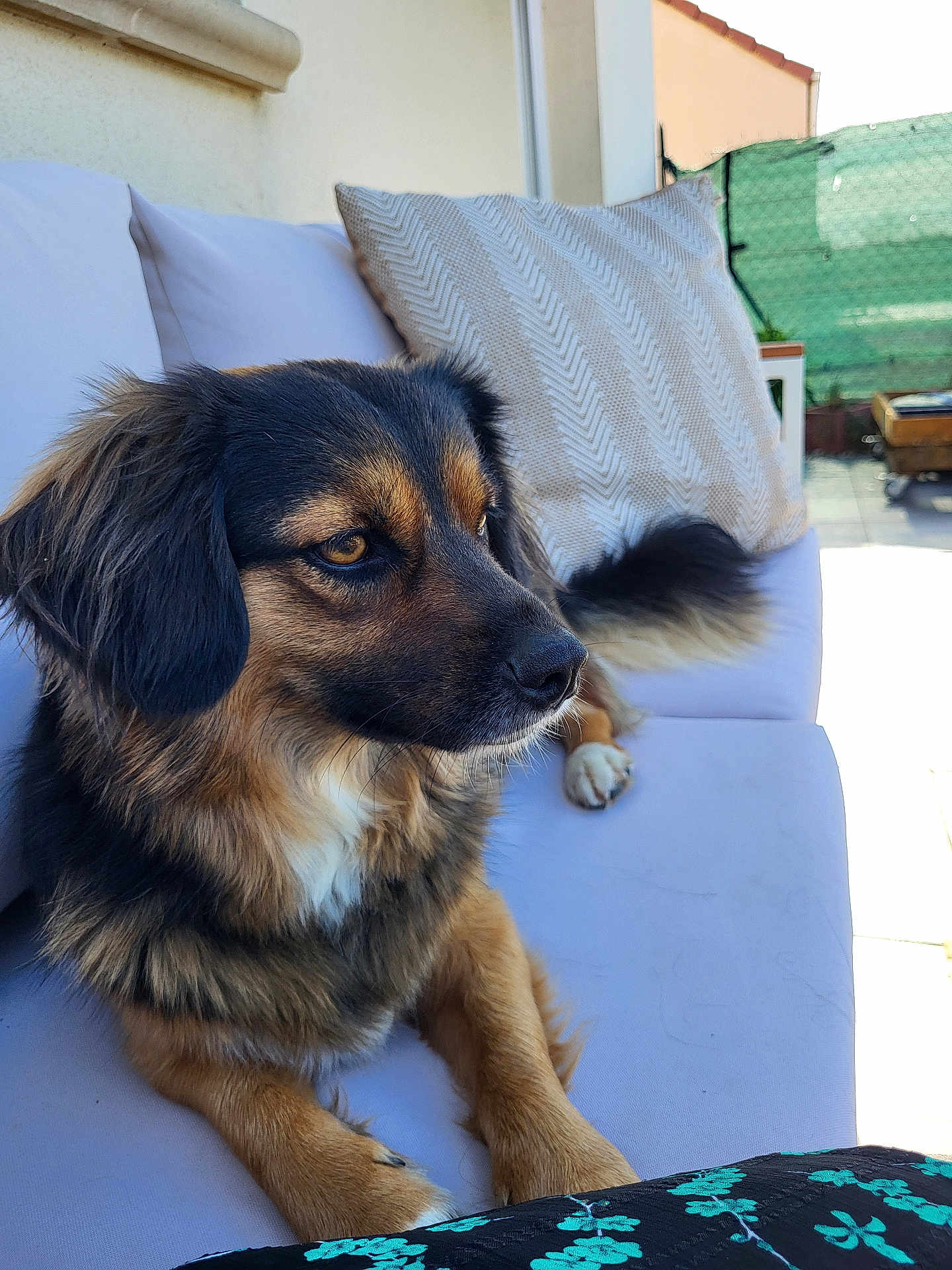 Ilinca participe au concours pour gagner de l'argent avec cette photo : dog, pet, canine, outdoor, couch, pillow, fur, brown, black, white, paw, tail, relaxing, sunlight, daylight, home, patio, furniture, calm, animal