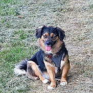 Ilinca participe au concours pour gagner de l'argent avec cette photo : dog, grass, outdoor, animal, pet, canine, fur, tongue, sitting, nature, happy, brown, black, white, ears, tail, collar, leash, field, daylight
