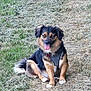 animal, black, brown, canine, collar, daylight, dog, ears, field, fur, grass, happy, leash, nature, outdoor, pet, sitting, tail, tongue, white