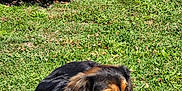 Ilinca participe au concours pour gagner de l'argent avec cette photo : dog, grass, outdoor, sunlight, flower, plant, greenery, pet, canine, nature, relaxing, summer, lawn, fur, animal, garden, shade, resting, daylight, leaves
