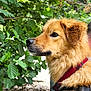 Sydney a rejoint le concours — aidez-le/la à gagner de superbes lots ! alert, animal, background, canine, close_up, daylight, dog, ears, fur, golden_fur, greenery, ground, leaves, muzzle, nature, outdoor, pet, portrait, red_harness, side_view