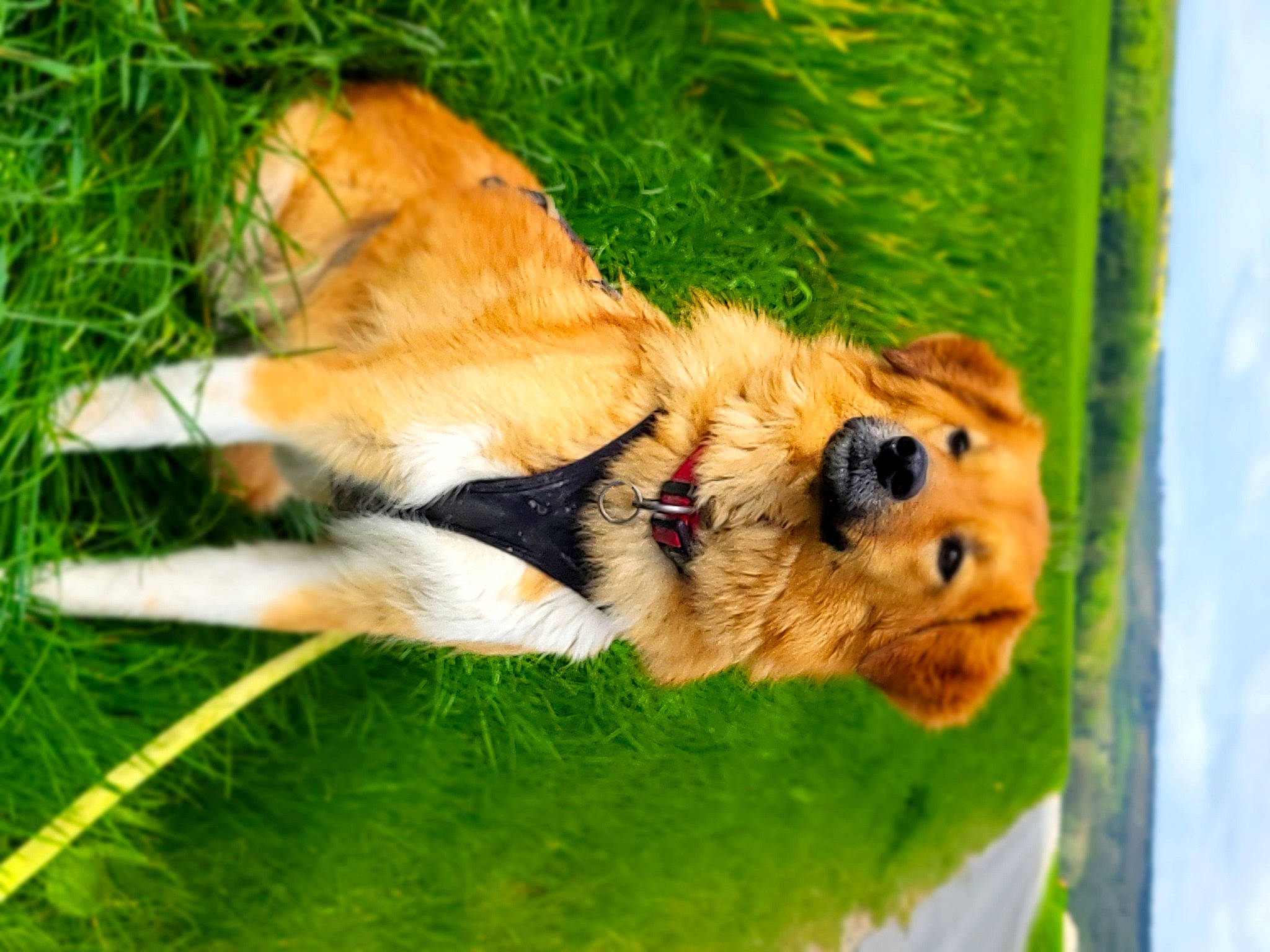 Sydney participe au concours pour gagner de l'argent avec cette photo : canidae, carnivore, companion_dog, dog, dog_breed, fawn, fur, grass, green, paw, plant, retriever, snout, spitz, sporting_group, tail, terrestrial_animal, tree, whiskers, wildlife