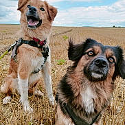 Sydney participe au concours pour gagner de l'argent avec cette photo : animal, black_fur, brown_fur, canine, cloudy, curious, daytime, dog, ears, expression, field, grass, happy, harness, nature, outdoor, pets, portrait, sitting, sky