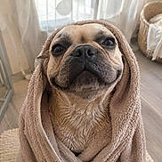 Hatchi a rejoint le concours — aidez-le/la à gagner de superbes lots ! basket, blanket, canine, cozy, curtain, cute, dog, expression, face, floor, fur, happy, home, indoor, natural_light, pet, smiling, towel, wet, wrapped