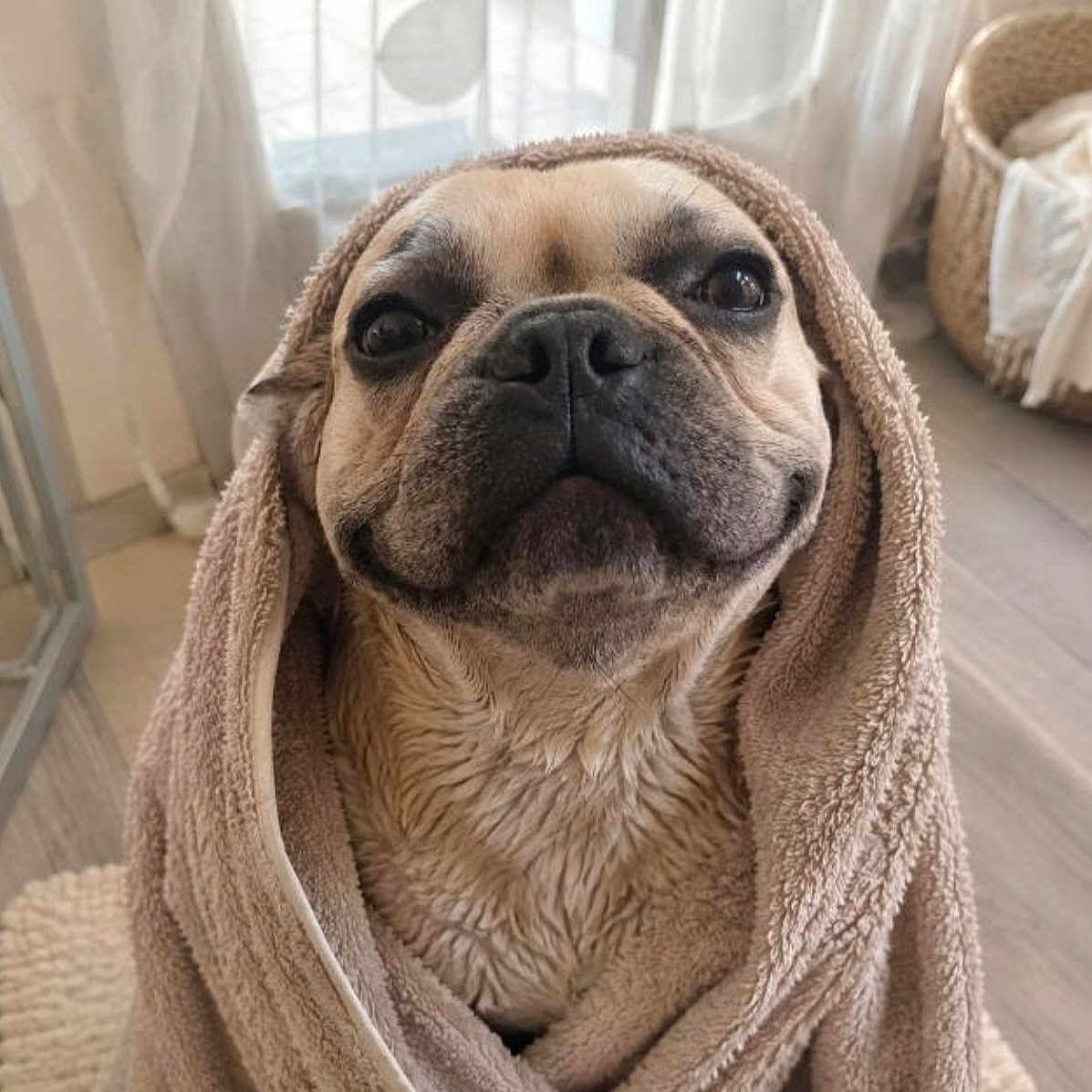 Hatchi