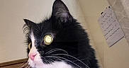Gidget is registered to the contest to win money with this photo: animal, calendar, cat, closeup, curious, curtain, domestic, face, feline, fur, indoor, looking_away, pet, pink_nose, portrait, soft_light, tuxedo_cat, wall, whiskers, yellow_eyes