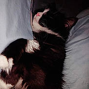 Gidget joined the competition — help win amazing prizes! animal, bed, black_and_white, cat, closeup, companion, cozy, cute, domestic, feline, fur, indoor, nap, pet, pillow, relaxing, resting, sleeping, soft, whiskers