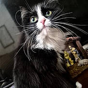 Gidget joined the competition — help win amazing prizes! cat, black_and_white, fluffy, whiskers, green_eyes, curious, pet, indoor, portrait, feline, close_up, animal, cute, soft_fur, domestic_cat, looking_up, long_whiskers, mystery, dim_lighting, cozy