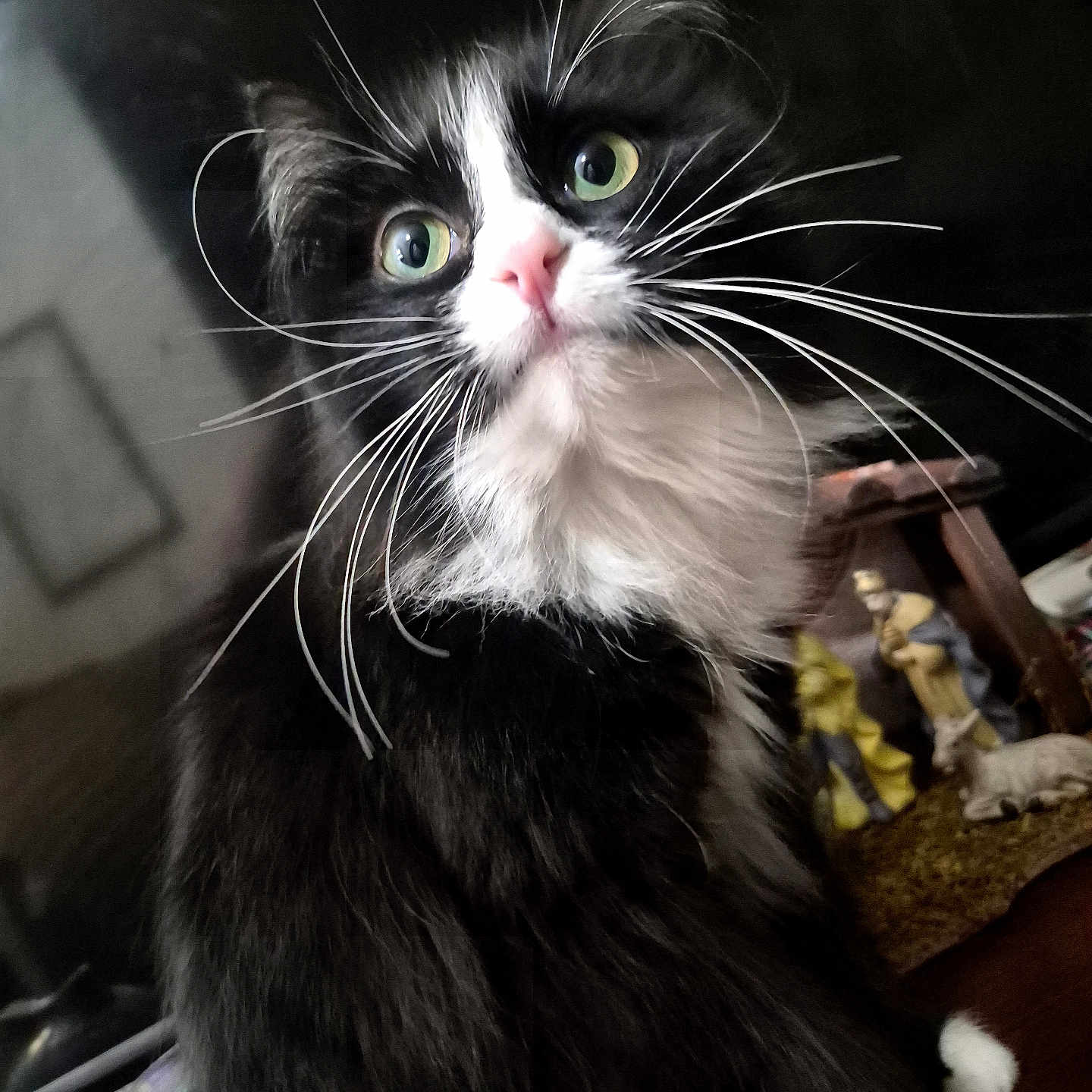 Gidget