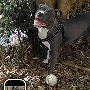 Gauge is registered to the contest to win money with this photo: animal, black_and_white, collar, dog, dry_leaves, face, forest, happy, harness, open_mouth, outdoor, pet, phone_screenshot, pit_bull, portrait, smartphone, standing, tennis_ball, tongue, trees