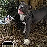 animal, black_and_white, collar, dog, dry_leaves, face, forest, happy, harness, open_mouth, outdoor, pet, phone_screenshot, pit_bull, portrait, smartphone, standing, tennis_ball, tongue, trees