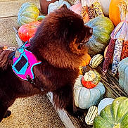 Kaiser is registered to the contest to win money with this photo: autumn, brown, colorful, corn, curious, decor, dog, fall, gourd, harness, leash, nature, outdoor, pet, plant, pumpkin, seasonal, steps, texture, wood