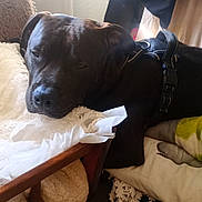 Falko a rejoint le concours — aidez-le/la à gagner de superbes lots ! dog, black_dog, resting, sleepy, chair, blanket, fabric, indoors, pet, household, cozy, fur, comfort, wood, textile, pillow, furniture, domestic, relaxation, calm
