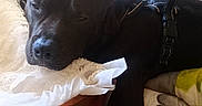 Falko a rejoint le concours — aidez-le/la à gagner de superbes lots ! black_dog, blanket, calm, chair, comfort, cozy, dog, domestic, fabric, fur, furniture, household, indoors, pet, pillow, relaxation, resting, sleepy, textile, wood
